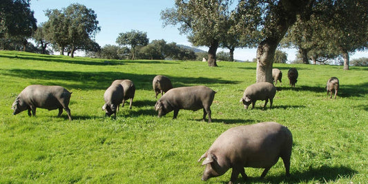 Τι είναι cerdo ibérico